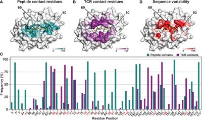 Decoupling peptide binding from T cell receptor recognition with engineered chimeric MHC-I molecules